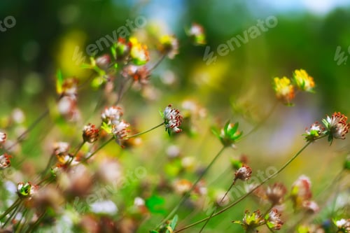 Preview: field of clover flowers