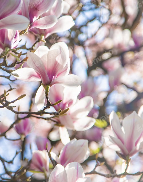 Preview: Beautiful blooming magnolias in spring. Selective focus.
