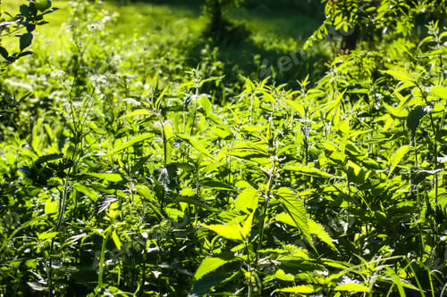 Preview: Field of green grass and wildflowers.