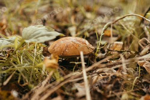 Preview: Beautiful edible mushroom with orange cap in autumn grass in sunny woodland. Leccinum aurantiacum