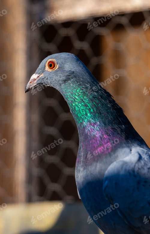 Preview: Pigeon with Iridescent Feathers
