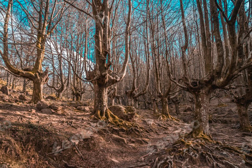 Preview: The beech of trees of Mount Adarra in Guipuzcoa. Basque Country