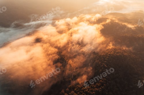 Preview: morning golden mist in the forest and morning light