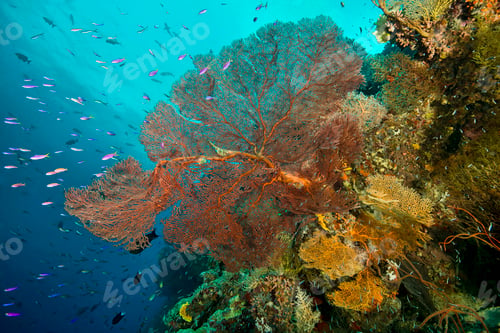Preview: Coral and marine plants, Uepi Point, Uepi Island, New Britain, Solomon Islands