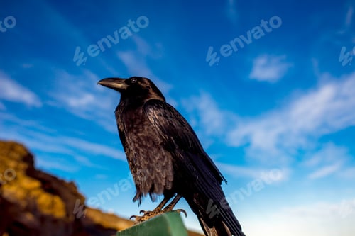 Preview: Black raven on the sky background