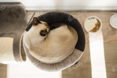 Preview: Small siamese cat sleeping on her cat's bed with soft cozy environment top view copy space. Pet
