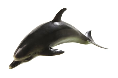 Preview: Dolphin