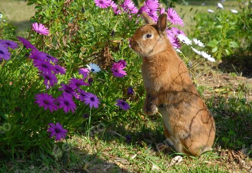 Preview: Tame, pet rabbit in the garden, next to a bed of Osteospermum daisies