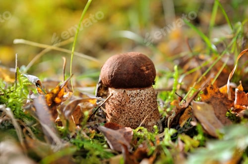 Preview: Closeup Leccinum aurantiacum mushroom in autumn forest