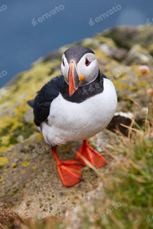 Preview: Puffin on a fjord under the rain. Latrabjarg Peninsula. Iceland