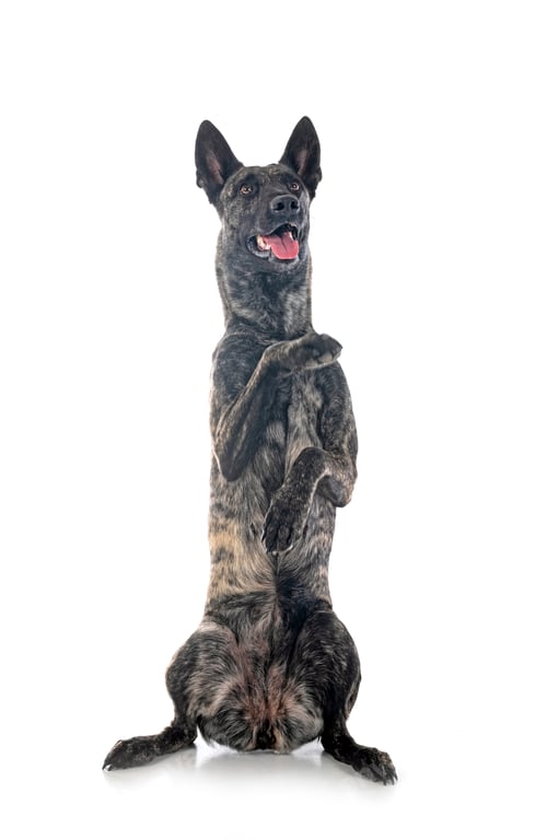 Preview: Dutch Shepherd in studio