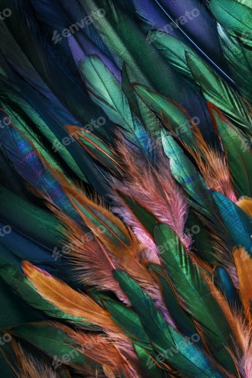 Preview: Rooster wing, paradise bird plumage.