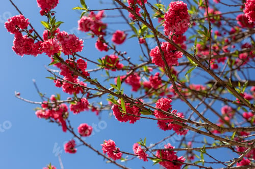 Preview: Pink blossom tree on blue sky background