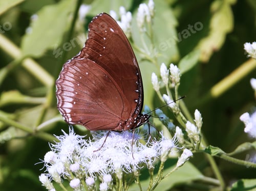 Preview: Brown and white butterfly perched atop white-petaled flowers in a nature setting