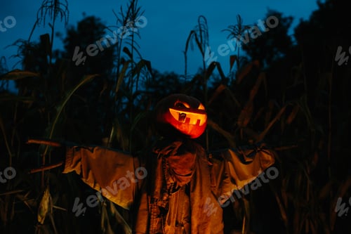 Preview: Scary pumpkin scarecrow in a cornfield at night. Halloween holiday concept.