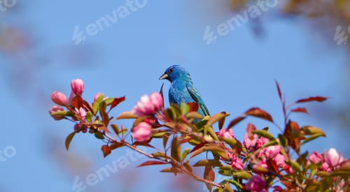 Preview: Indigo bunting