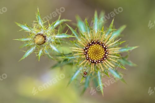 Preview: Thistle flower artistic