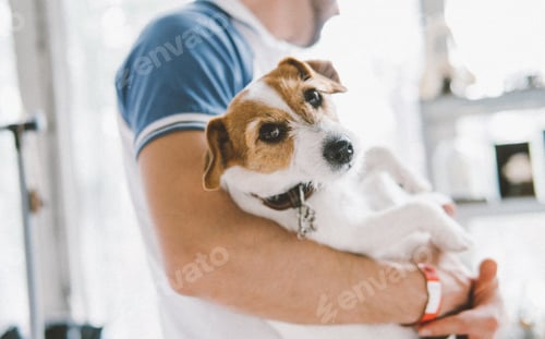 Preview: Man Holding a Jack Russell Terrier Dog