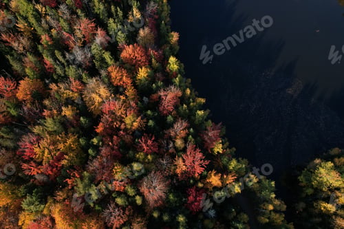 Preview: Aerial view of a forest covered in yellowing trees in New Brunswick, Canada