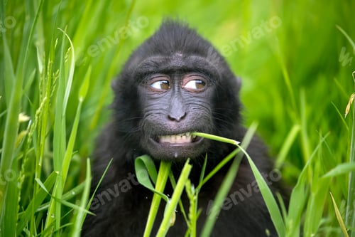 Preview: Crested Macaque baby (Macaca Nigra)