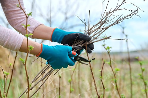 Preview: Close-up of a gardener's hands in gloves doing spring pruning of a raspberry bush