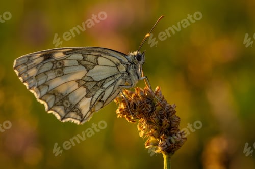 Preview: Marbled white butterfly on flower