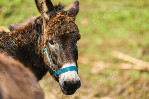 Preview: Donkey wearing a halter grazing in green pasture in quiros, asturias, spain