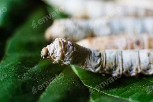 Preview: Group heads of silk worms, Bombyx mori, eating mulberry leaves with their sharp teeth.