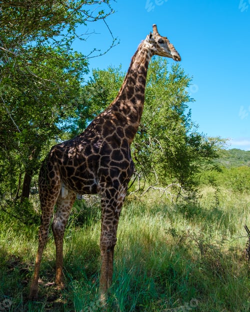 Preview: Giraffe at a Savannah landscape during sunset in South Africa