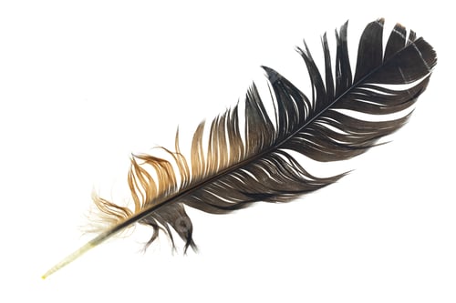 Preview: Detailed Macro Photograph of a Single Feather