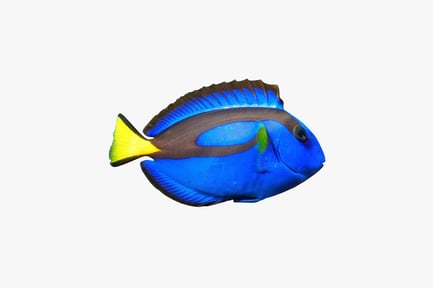Preview: Close-up of blue tang with extended fins