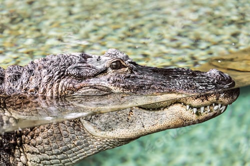 Preview: Crocodile lying at the zoo