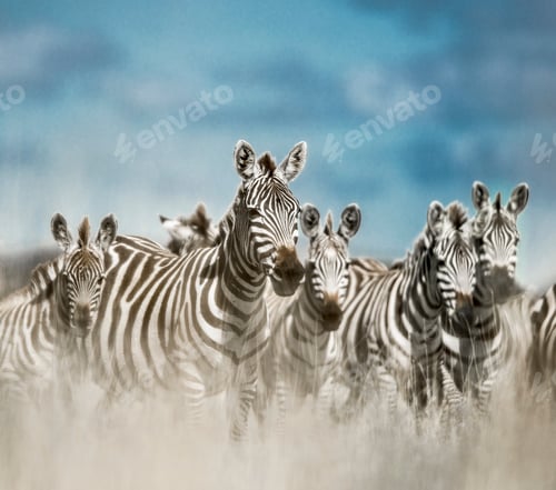 Preview: Herd of zebra in the wild savannah, Serengeti, Africa