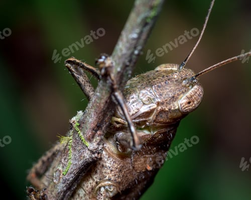 Preview: Camouflage of a grasshopper while hugging a spike of grass