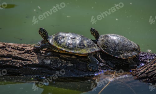 Preview: Pair of turtles