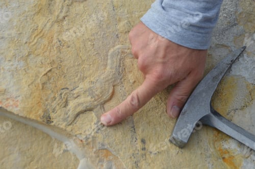 Preview: Cropped photo of man’s hand showing a stone with fossil