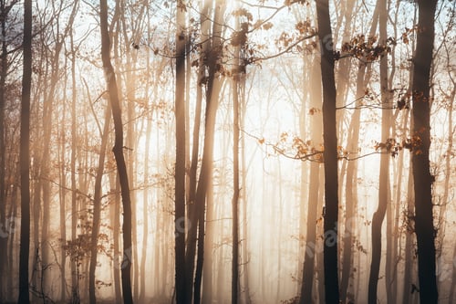 Preview: Misty forest with dense fog.