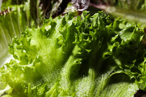 Preview: Concept of fresh and green food - lettuce