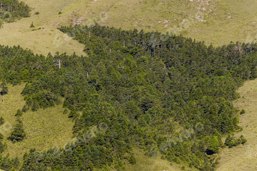 Preview: Aerial view of the green lush forest