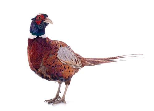 Preview: male pheasant