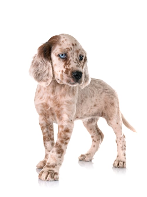 Preview: puppy english setter