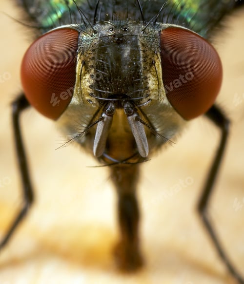 Preview: house fly
