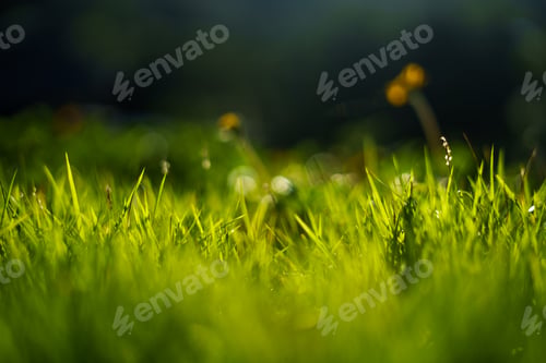 Preview: Grass in the field with backlight in summer evening