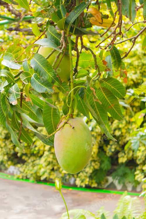 Preview: Close-Up Of Organic Fresh Mango Hanging in Tree