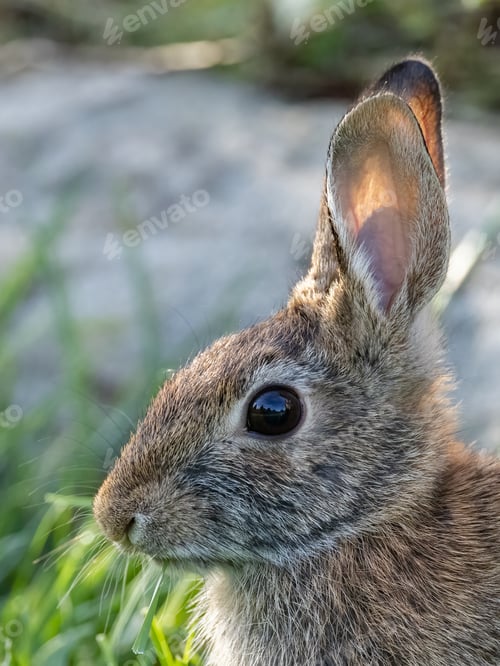 Preview: Closeup shot of a rabbit