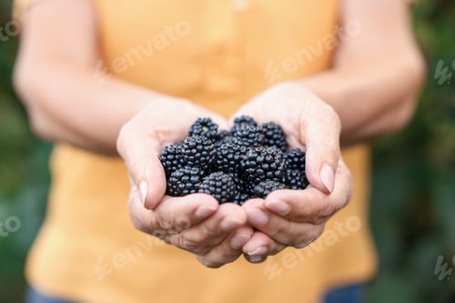 Preview: Senior woman holding ripe blackberries in garden, closeup