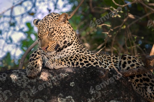 Preview: Leopard resting on a tree branch in a forest