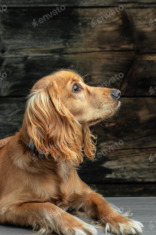 Preview: Cocker Spaniel dog looking to the side on a dark background, vertical image. place for text