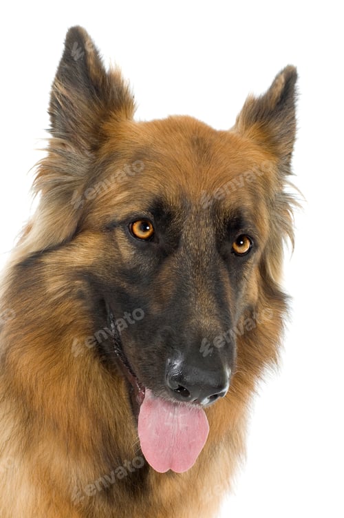 Preview: german shepherd / alsatian, police dog ( 2 years)
