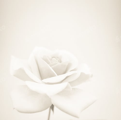 Preview: Vintage Color Rose In Soft And Blur Style On Mulberry Paper Texture For Romantic Background